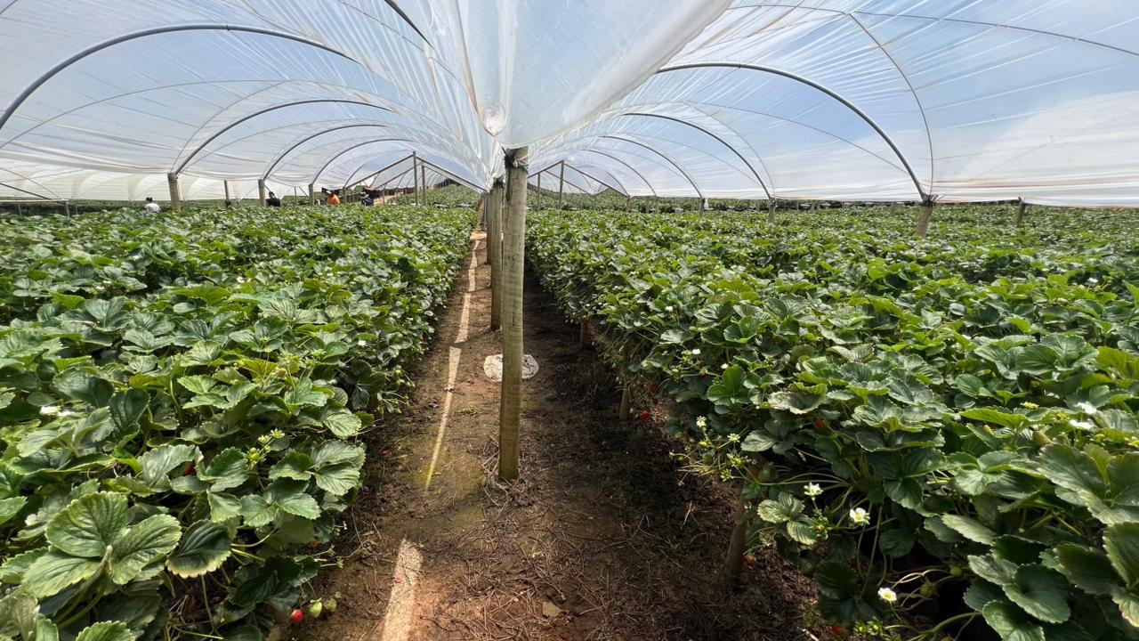 Plantação de morangos